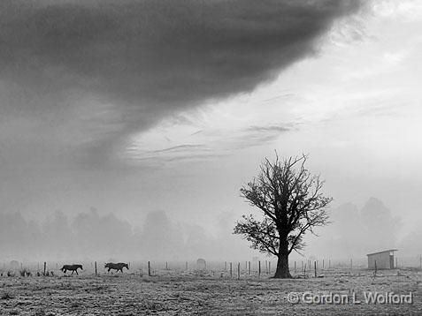 Lone Tree_14498BW.jpg - Photographed near Jasper, Ontario, Canada.